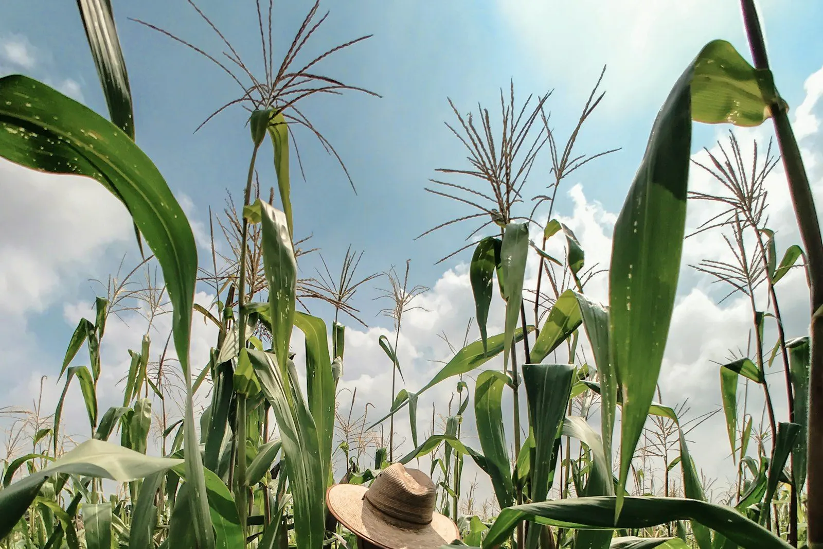Agricultor entre las plantas de maíz