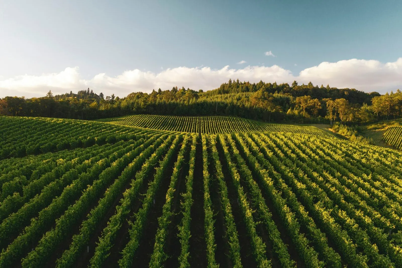 Campo de cultivo con líneas de plantación