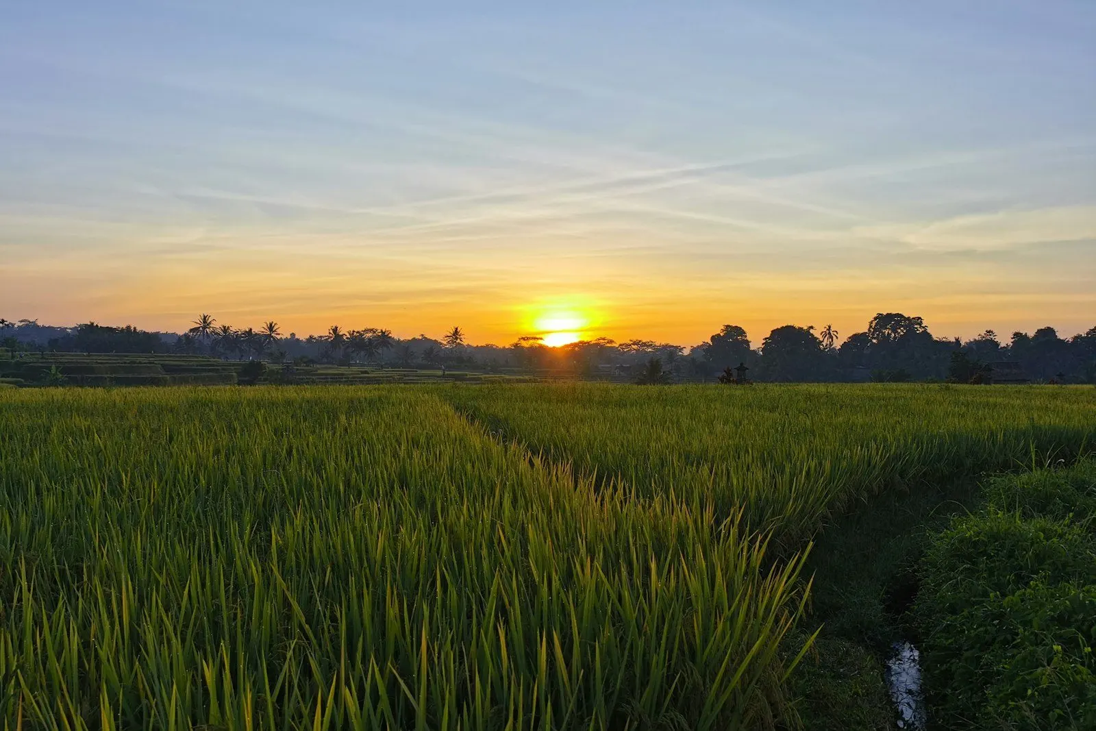 Campo de cultivo al atardecer