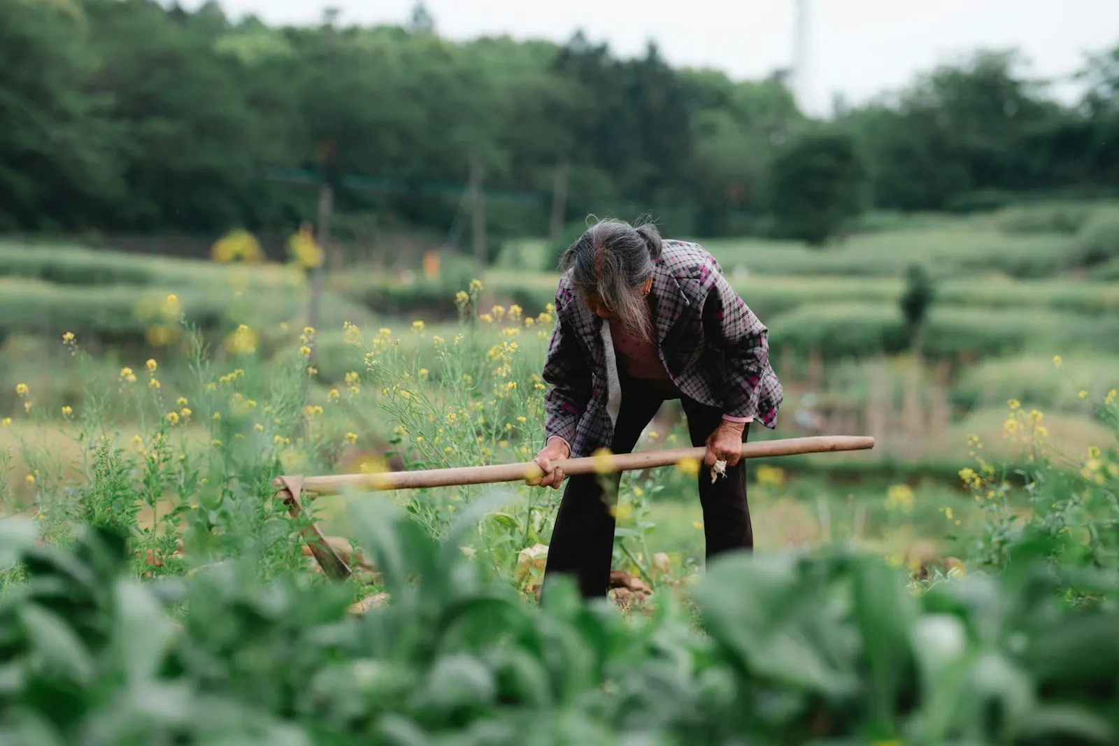Agricultor trabajando en su parcela