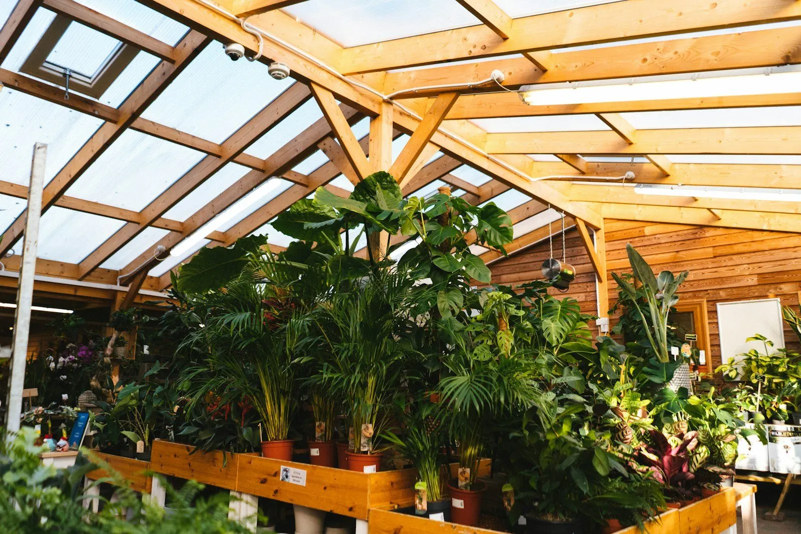 Interior de un invernadero con plantas